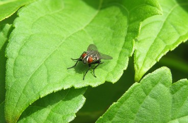 Diptera fly on green leaf in the garden, closeup