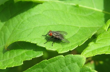 Diptera fly on green leaf in the garden, closeup