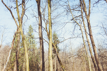 Dry deciduous forest in early spring