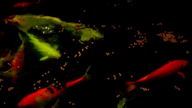 Koi fish or Amur carp fish slow motion swimming in pond. It more specifically nishikigoi and colored varieties of carp in outdoor pond or garden and waterfall. It golden red orange and yellow of body 