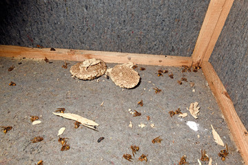 poisoned hornets (Vespa crabro) and their destroyed nest - vergiftete Hornissen (Vespa crabro) und...