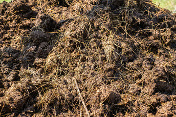 Piles of cow manure on the farm to fertilize the ground