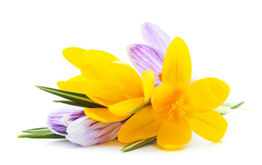 Yellow and blue bouquet of crocuses.