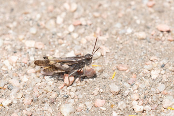 Speckle-winged Rangeland Grasshopper (Arphia conspersa) on the Ground on Dirt and Gravel in Colorado