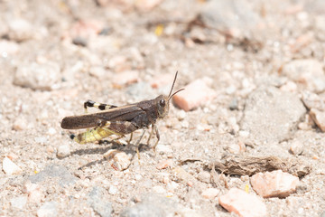 Speckle-winged Rangeland Grasshopper (Arphia conspersa) on the Ground on Dirt and Gravel in Colorado