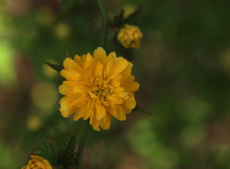 Kerrie Ranunkelstrauch Kerria 