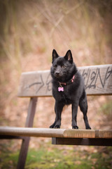 Autumn portrait of schipperke puppy on brench. She is so cute animal with very nice face.