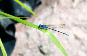 Vivid Dancer (Argia vivida) Damselfly Perched on Vegetation with Rocks in the Background in Colorado