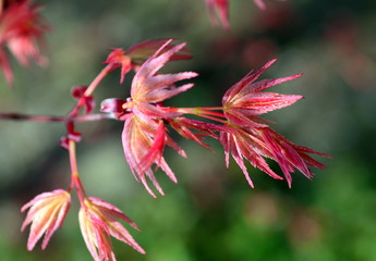 Junge Blättchen an einem japanischen Ahorn