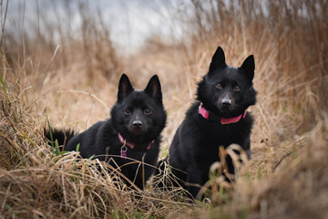 Young females of schipperke is sitting in dry reed. They are so patient models.