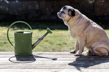 pug in the garden