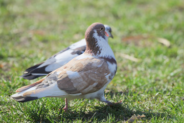 pigeon on the grass