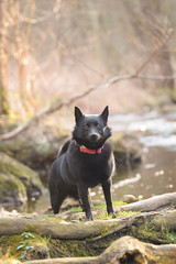 Young female of schipperke is sitting on trunk near to the water. She has so nice face. She is so patient model.