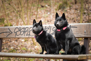 Autumn portrait of two schipperkes on brench. She is so cute animal with very nice face.