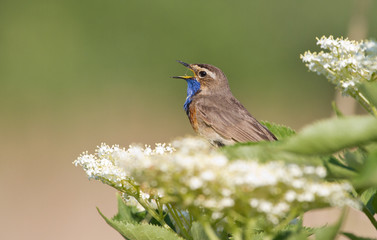 Bluethroat (Luscinia svecica) Blaukehlchen, Gorge-bleue. Very beautiful little songbird