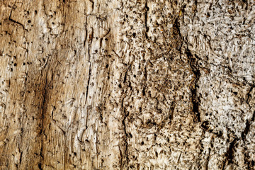 Old Weathered Brownish Wood Texture