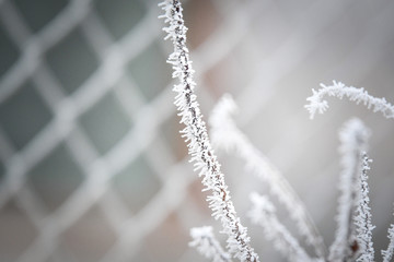 Frozen branches in winter time. This frost make so nice creature.
