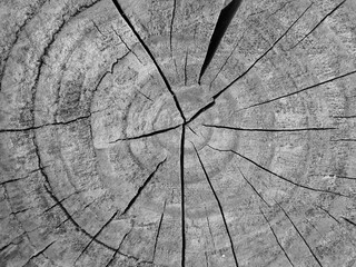 Old dry gray weathered tree stub for background.