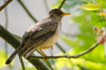 Magellan thrush Turdus falcklandii magellanicus on a branch.