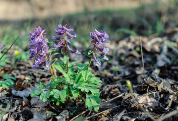 primroses in spring in a deciduous forest, flowers of a rye, gray, perennial herb, primroses in spring in a deciduous forest