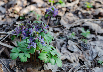 primroses in spring in a deciduous forest, flowers of a rye, gray, perennial herb, primroses in spring in a deciduous forest