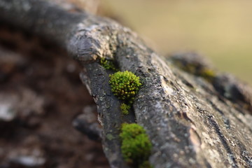 Moss