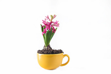 Purple hyacinth flower in yellow cup isolated on white background
