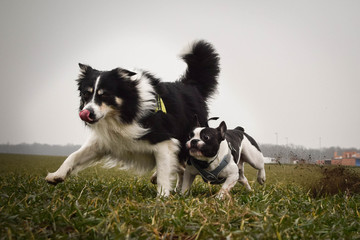French bulldog and border collie in the field. They are crazy dogs.