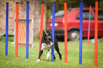 Black and white border collie in agility slalom on Ratenice competition. Amazing day on czech...