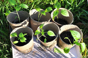 Seedling of bell pepper in peat pots. Russia