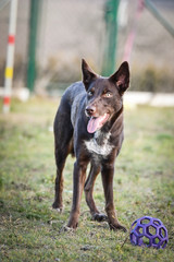 Portrait of brown border collie in agility park. She is looking on her big sister.