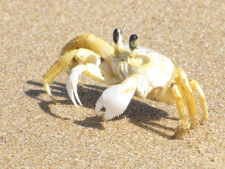 Siri in natura © AndreaFernanda