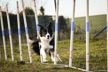 black and white border collie in agility slalom on privat training. Amazing day with czech agility...