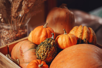 pumpkins and gourds
