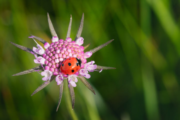 wild mountain flowers and ladybird