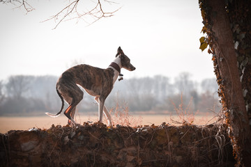 Female of whippet is going on wall. She has an order and she waiting for tidbit.