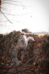 Female of whippet is going on wall. She has an order and she waiting for tidbit.