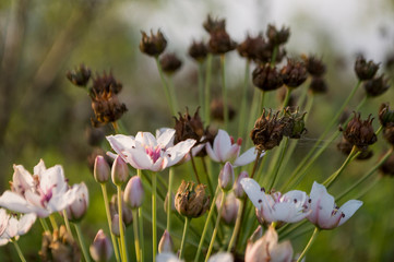 Flowering rush with white flowers with tint of pink  blooming on the sand. Summer 