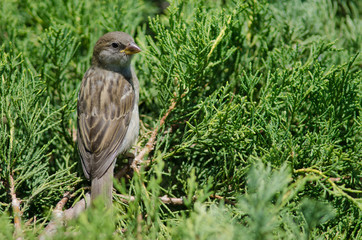 House sparrow in the Arm Square of Santiago de Chile.