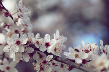 Blutpflaume Prunus cerasifera Nigra