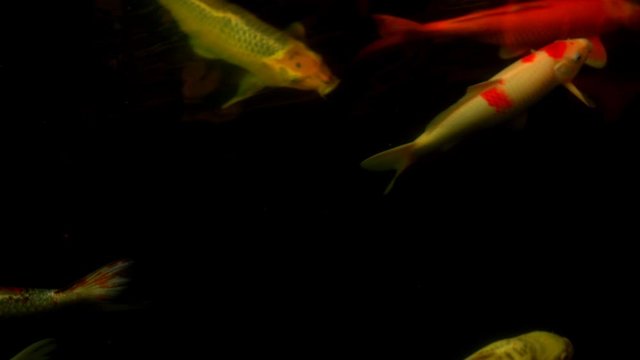 Koi fish or Amur carp fish slow motion swimming in pond. It more specifically nishikigoi and colored varieties of carp in outdoor pond or garden and waterfall. It golden red orange and yellow of body 