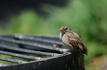 House sparrow in the Arm Square of Santiago de Chile.