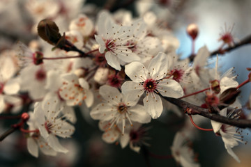Blutpflaume Prunus cerasifera Nigra