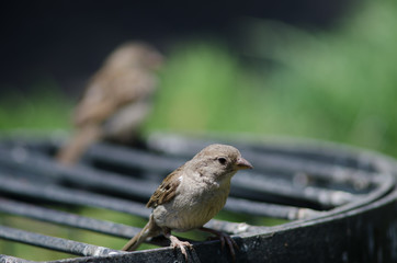 House sparrow in the Arm Square of Santiago de Chile.