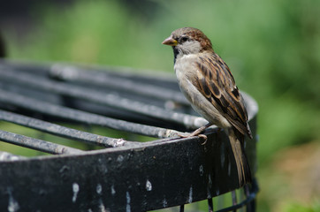 House sparrow in the Arm Square of Santiago de Chile.