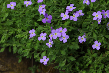 Blühendes Blaukissen Aubrieta