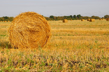 Hayfield. There are many stacks around. Meadow in the early autumn. Dry plants around. Gold colors. Green forest far away. Dark heaven with white clouds above