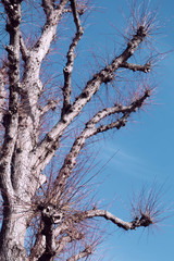 Springtime Tree Blue Sky Sunshine