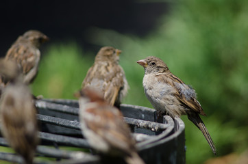 House sparrow in the Arm Square of Santiago de Chile.