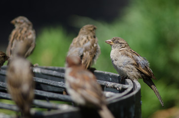 House sparrow in the Arm Square of Santiago de Chile.